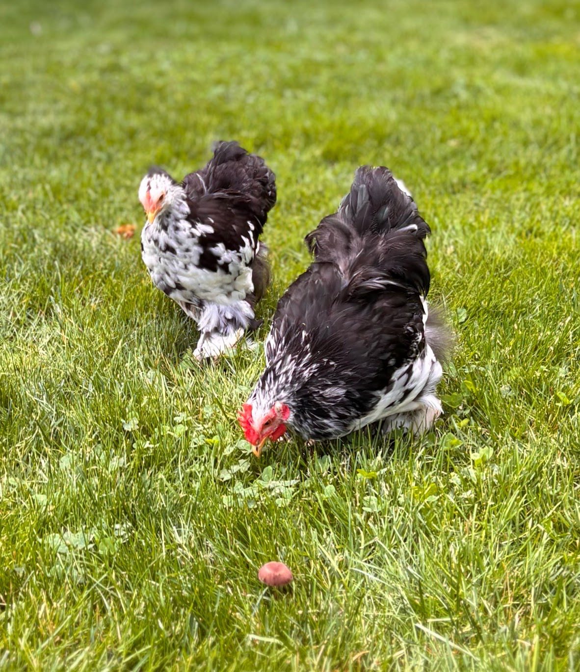 Free-Range Eggs
